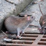 شهرداری تهران ۲هزار شکایت از جولان موشها در شهر دریافت کرد