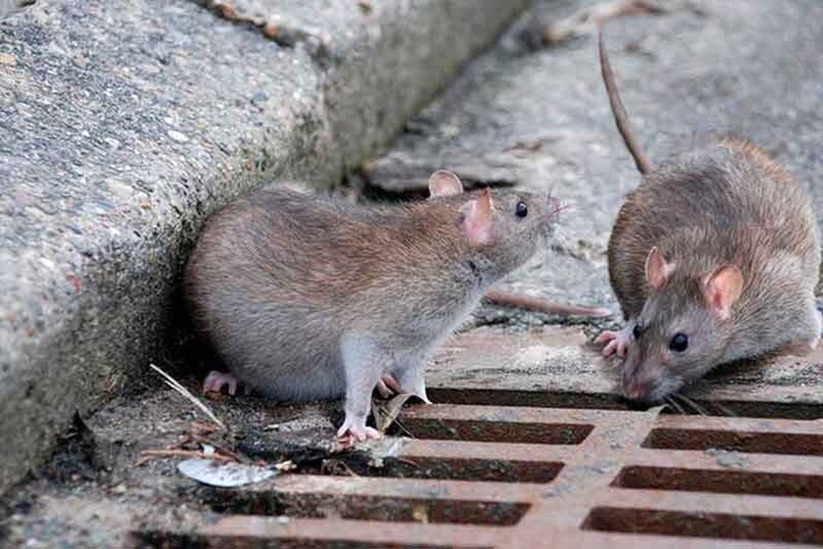 شهرداری تهران ۲هزار شکایت از جولان موشها در شهر دریافت کرد 
