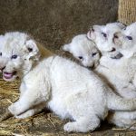 تولد شیرهای چهار قلوی سفید در ایران